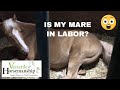 Is My Mare In Labor? Versatile Horsemanship