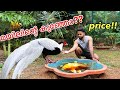 15,000/- രൂപക്ക് “വെള്ള മയിലിനെ”വാങ്ങി!!! | Pranked My Family