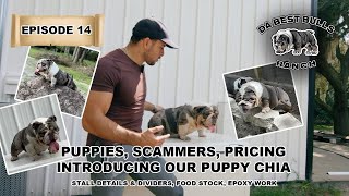 DaBestBulls Ranch Episode 14 - Puppy progression, prices, scammers and our girl Chia by DaBestBulls Ranch 8,031 views 1 year ago 35 minutes