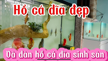 Hồ cá dĩa đẹp và cách cá dĩa sinh sản chăm sóc rất đơn giản