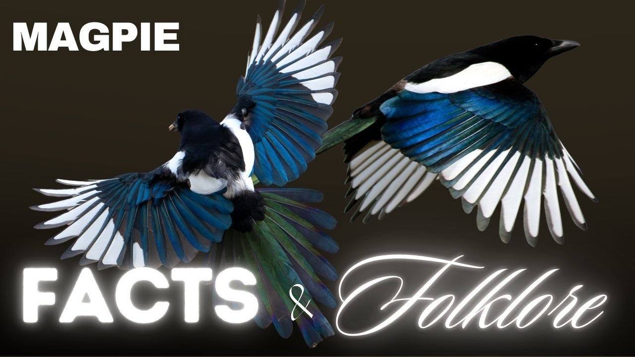 Magpies: Fact vs Folklore 🖤 “One for Sorrow…” | Fact & Folklore Episode ...