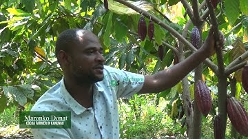 Cocoa growing in southwestern uganda. 