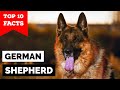 German Shepherd - Top 10 Facts の動画、YouTube動画。