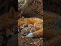 Cozy Fox Den: Mother Fox Snuggling with Her Cubs #foxden #shorts #wildlife #sleep #cubs #treeroots