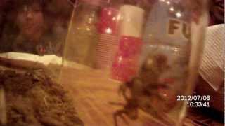 widow spider jumping