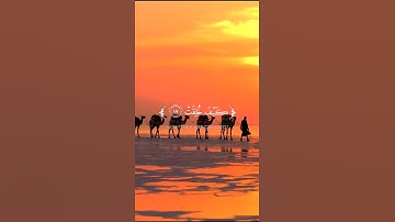 آية كونية تثبت اليقين 🌍|"أَفَلَا يَنظُرُونَ إِلَى الْإِبِلِ كَيْفَ خلقت"|تلاوة الشهيد صالح الجعفراوي