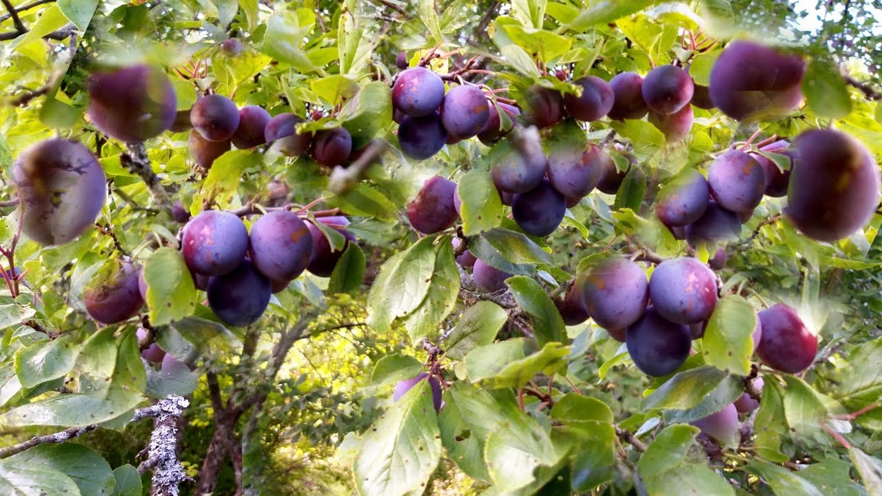 Sweet Plum Fruit In My Backyard YouTube