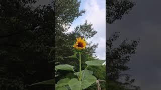 when your sunflower blooms but that same day it's going fall(maybe)