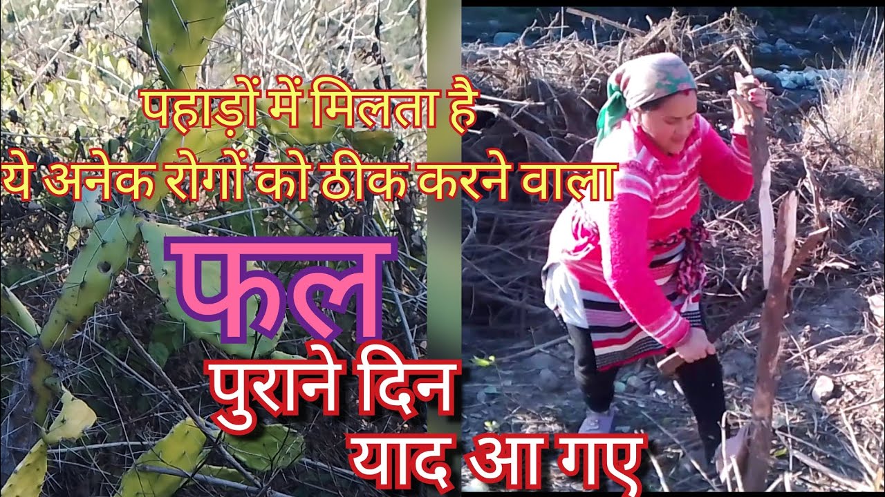 पहाड़ों में मिलता है ये निरोगी फल ❤️ पुराने दिन याद आ गए ll 