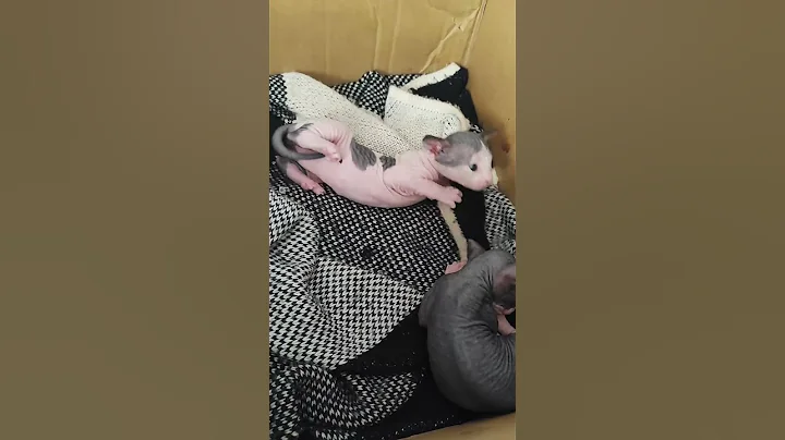 Watch the video about What Happens When Sphynx Kittens Meet For The First Time?