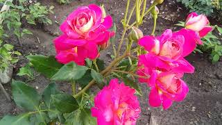 Флорибунда роза Мидсаммер