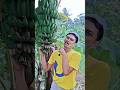 Ucup Nemu Pohon Jeruk Dan Pisang ‼️ #ucupompongtv