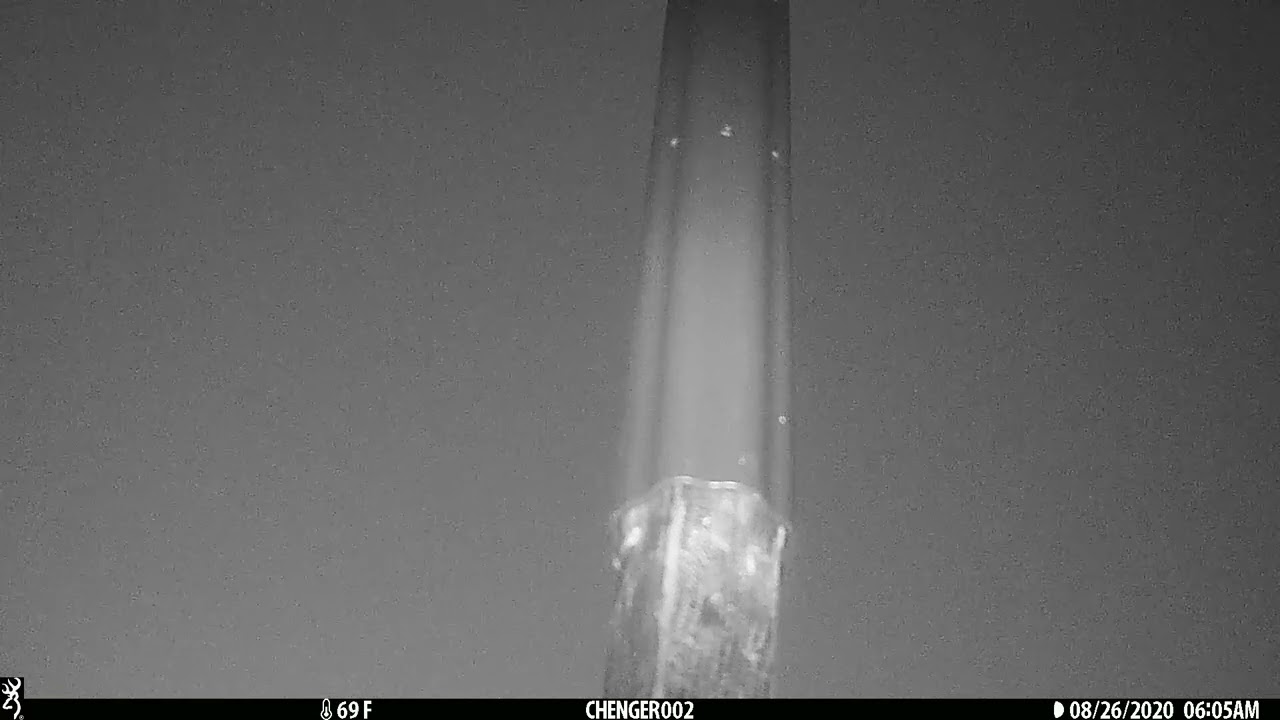 Bats Emerging and Landing on BCM Rocket Box