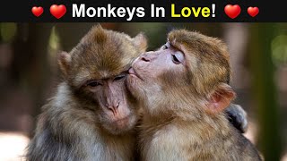 Monkeys In Love ! Monkey Lovey Story ! [TB Release]