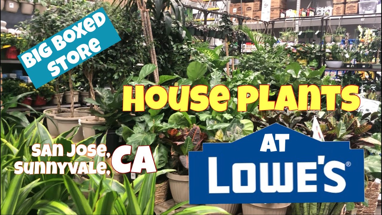 HOUSE PLANTS at LOWES l BIG BOX STORE PLANTS in CALIFORNIA PLANT FLOW