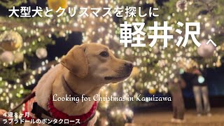 【ラブラドール#177】クリスマスを探しに軽井沢へ★labrador retriever   ラブラドールレトリバー　大型犬　Xmas Christmas 高原教会
