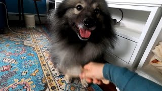 How To Groom A Double Coated Keeshond Dog At Home!