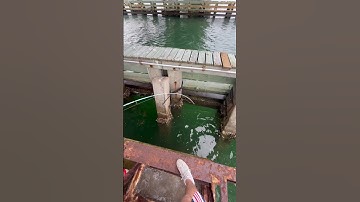 How to catch Mangrove Snapper in 10 SECONDS😱🎣Tag a friend who still wouldn’t catch one😂!