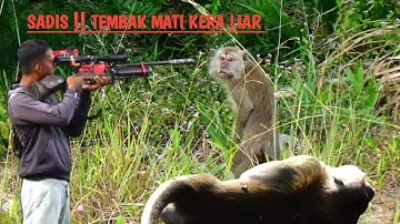 Sadis ‼️ Bantai hama kera yang memasuki permukiman warga//Berburu kera liar,
