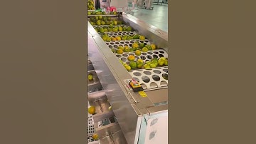 Orange sorting machine very effective #shorts #smartworking