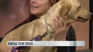 FURRY FRIDAY: Meet Mesa the puppy