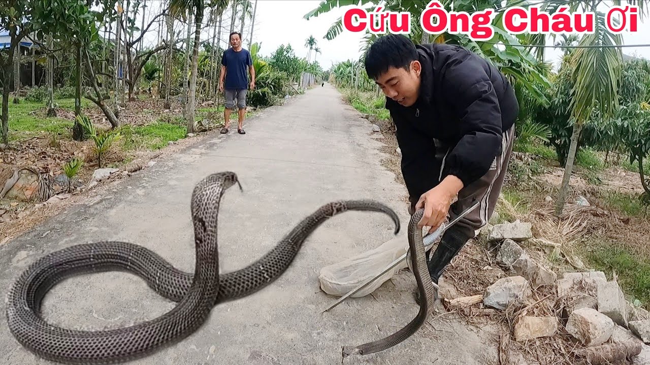 Hai Anh Em Hoảng Sợ Khi Thấy 3 Con Rắn Hổ Mang Đang Lột Xác Trong Đống Gạch