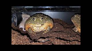 Hamsters Meet Bullfrogs - Warning Live Feeding