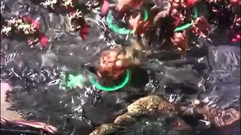 SC2 Hots - new Zerg unit - Swarm Host