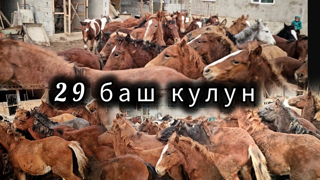 Россиядан келген кулундар 👆