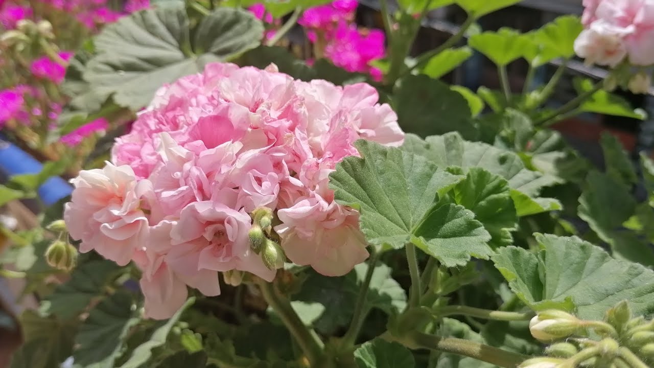 SARDUNYALARIM NASIL BU KADAR AÇIYOR AÇMASI İÇİN NELER YAPIYORUM. ATLAS ÇİÇEĞİM AÇTI ÇİÇEK COŞTURAN