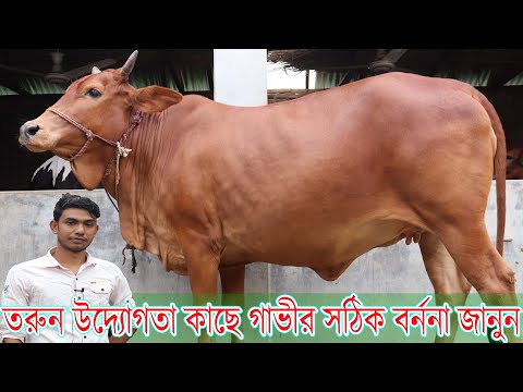 ভিডিও: কীভাবে একটি ওয়েওয়ার্ড গাভী বা ছাগল ধরবেন