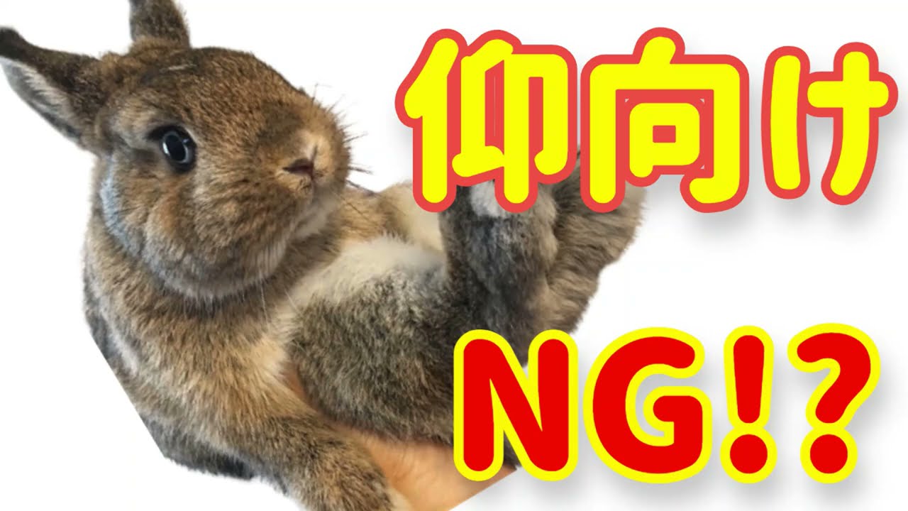 うさぎさんの仰向け うさぎ様な生活