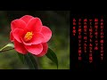 アンコ椿は恋の花 都はるみ 【cover】
