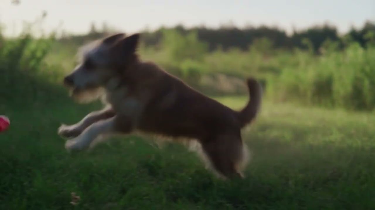  A dog living it's best life.