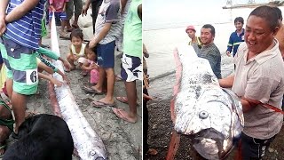 Oarfish strandings in Philippines could mean massive quake coming HD video Image of Oarfish strandings in Philippines could mean massive quake coming HD video
