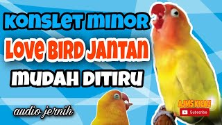 Masteran konslet love bird jantan minor - audio jernih