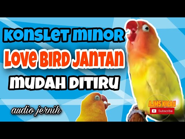 Masteran konslet love bird jantan minor - audio jernih class=