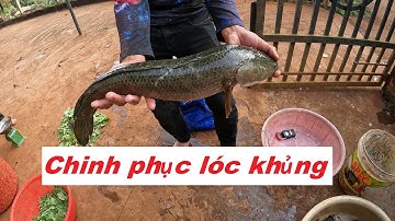 Hành trình chinh phục cá lóc khủng 4kg 2 con - phần 3