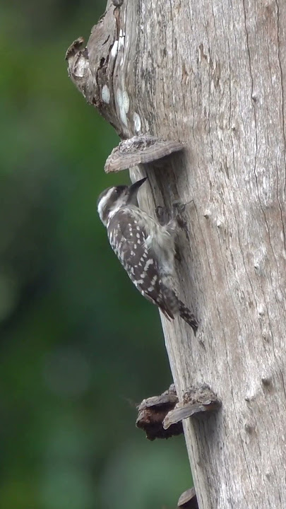 Sunda Pygmy #Woodpecker #singapore #wildlife #birds