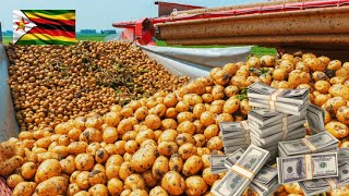 видео: Сколько денег фермер может заработать с гектара, выращивая картофель в Зимбабве? картинка: Сколько денег фермер может заработать с гектара, выращивая картофель в Зимбабве?