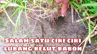 Berbagai Bentuk Ciri Ciri Lubang Belut Babon Disawah Eel Fishing