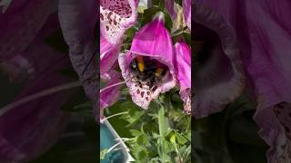 A zen moment for you from our garden ❤️ #gardenlife #bumblebee #foxgloves #peacefulmoments