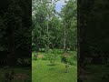 Nature beauty| #nature  #shorts  #shortsfeed
