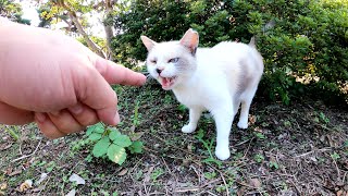 パステルカラーの三毛猫をナデナデするとお腹を見せて甘えてきた