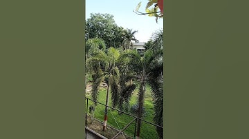 first day of my college📙 || #minivlog #college #trending #shorts #shortvideo #ytshorts  #greenery