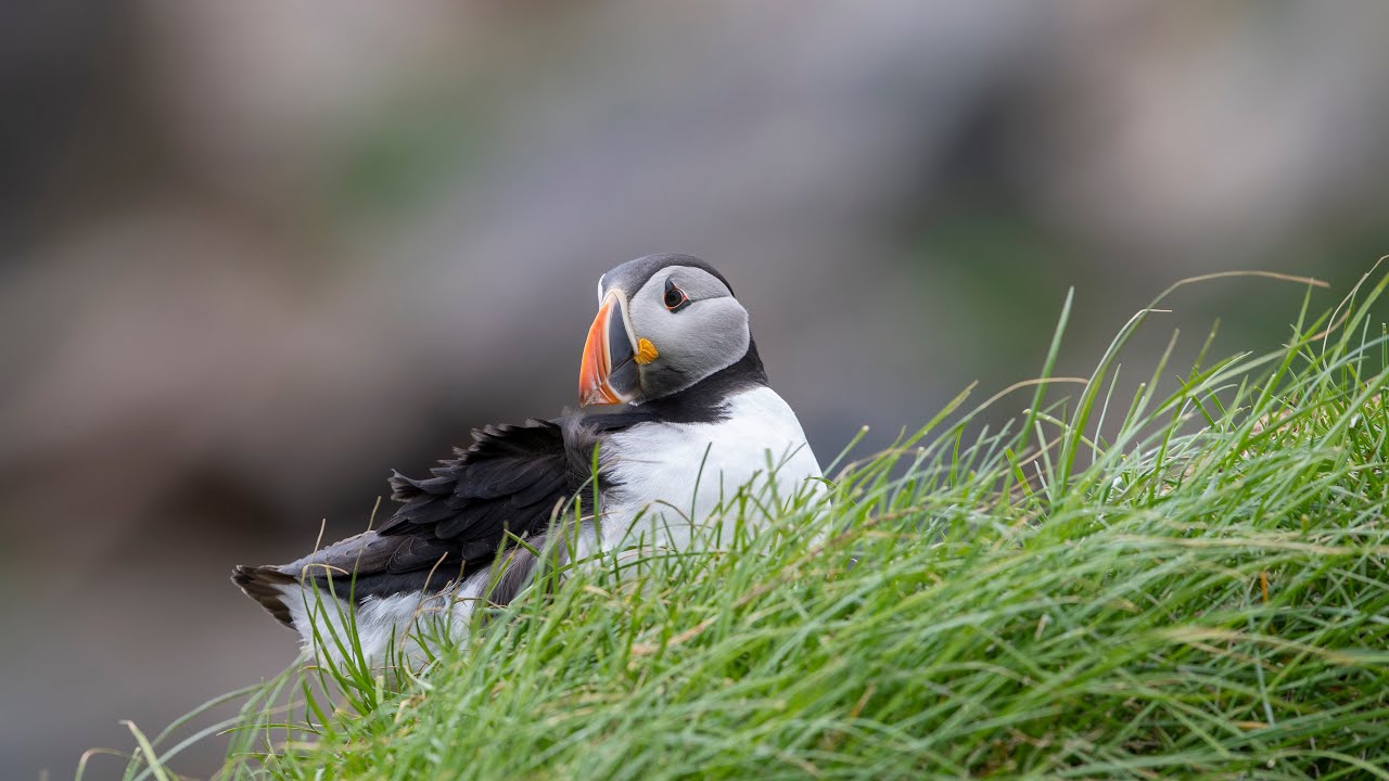 Puffins, Hornøya Island, Varanger area / Norway.