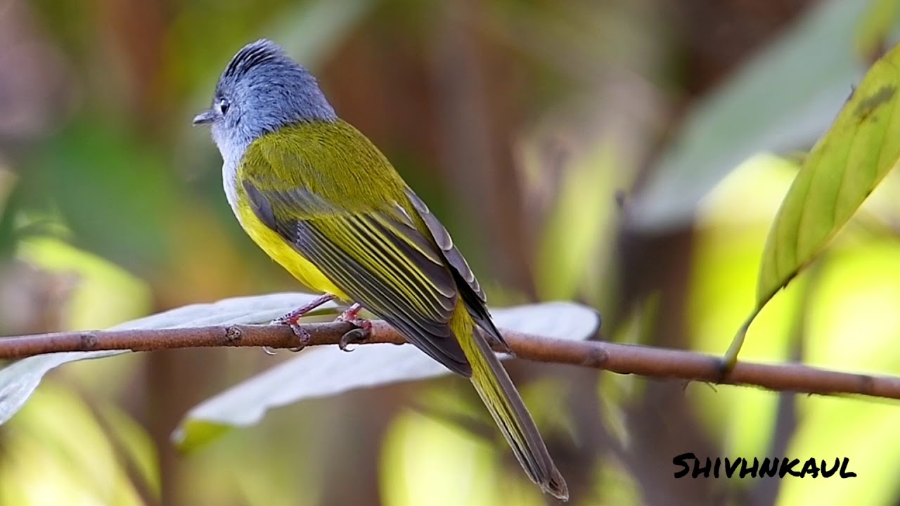 Grey-headed Canary Flycatcher 