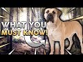 BOERBOEL 101! Everything You Need To Know About Owning A BoerBoel Puppy