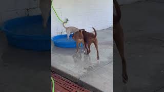 BCSO Bondable Pups
