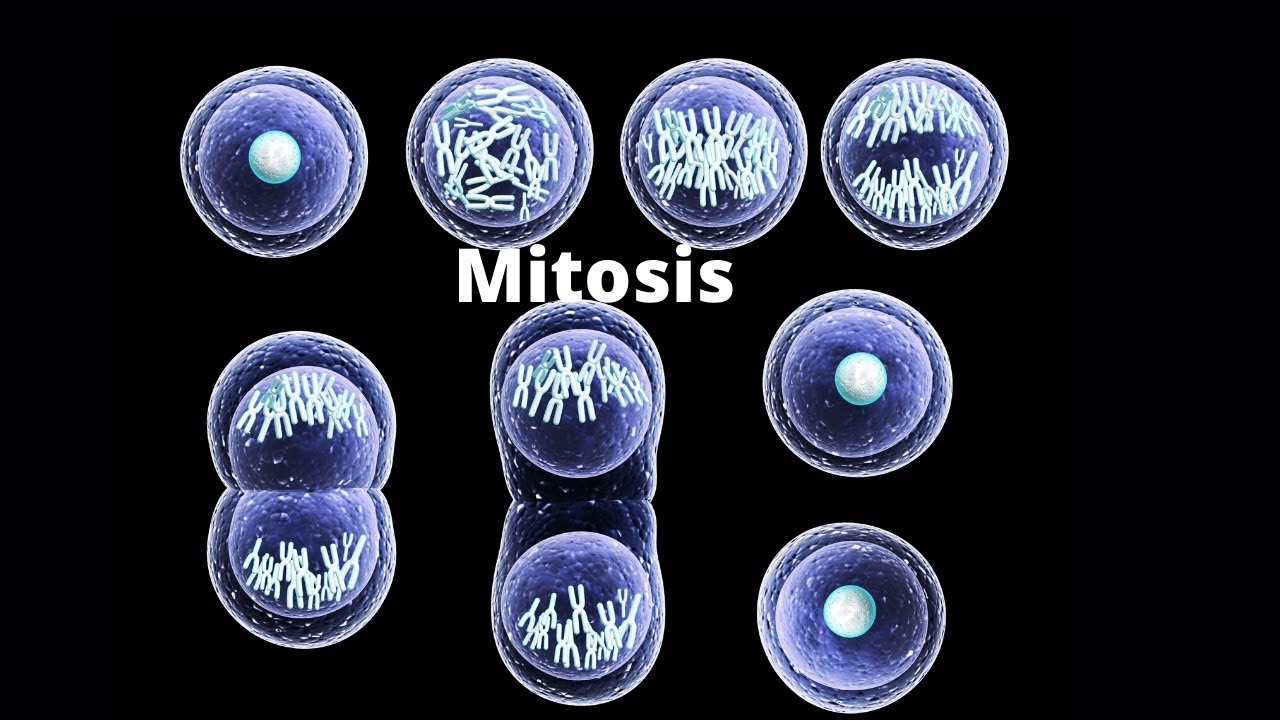stages of mitosis in order with description